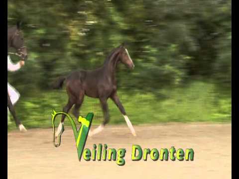 Goldberg (by Amazing Star x San Remo)