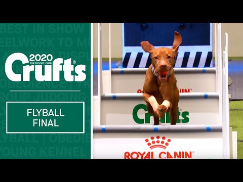 Flyball - Team Final | Crufts 2020