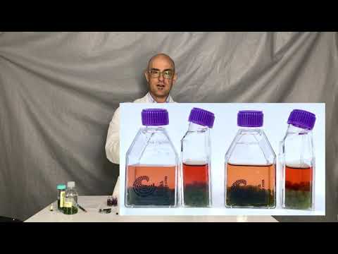 Introduction to Algae Beads