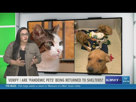 Verify | Are 'pandemic pets' being returned to shelters?