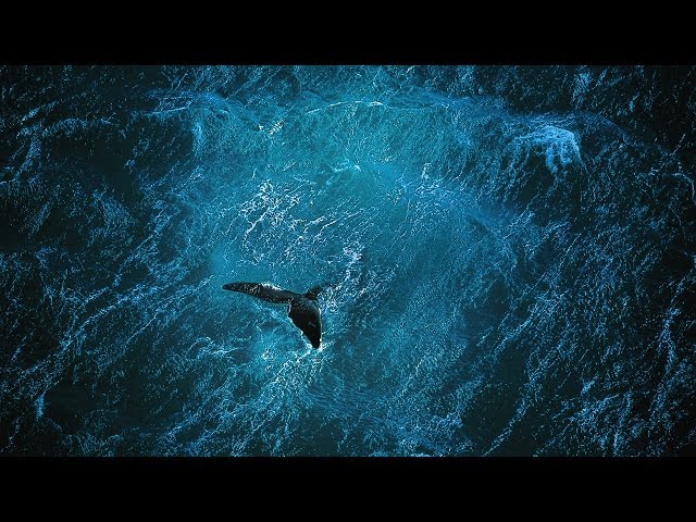 Vídeo relacionado con Cats. Yann Arthus-Bertrand