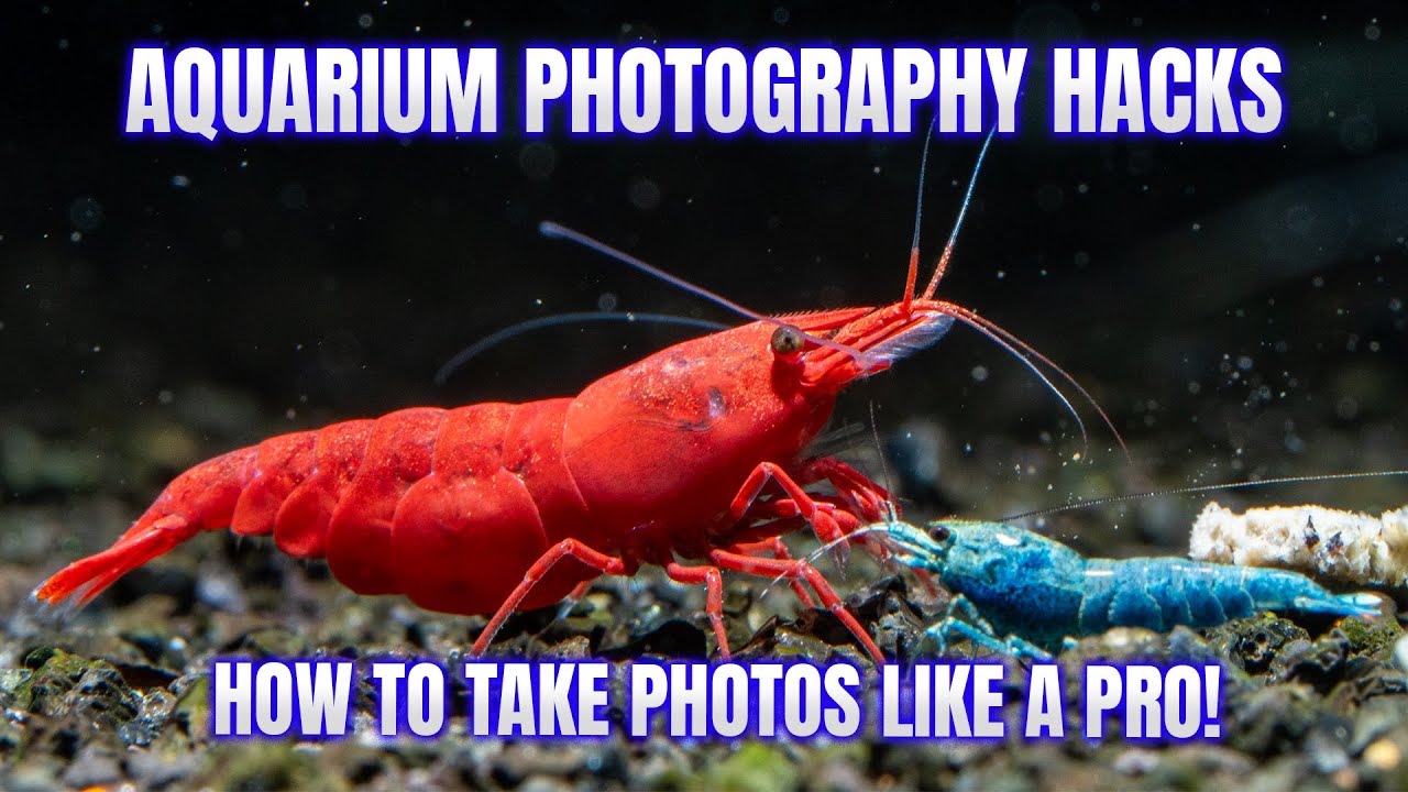 Aquarium Photography Tips