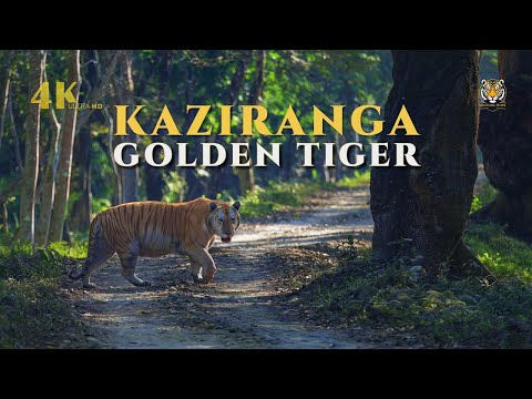 Rare Golden Tiger Territory of Kaziranga | Indian Wildlife 4K