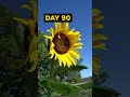 Grow SUNFLOWERS From Seed 120 DAYS