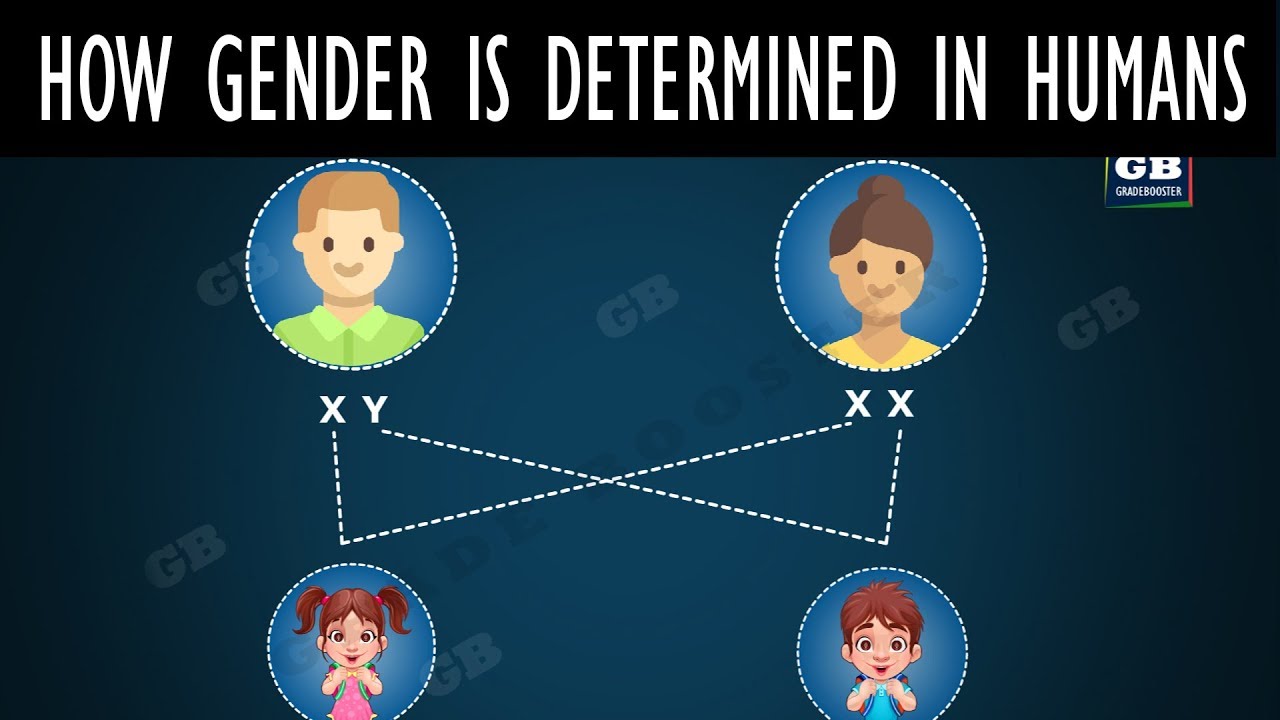 Sex determination in Humans (Animation) | Heredity | CBSE class 10th biology | ncert class 10