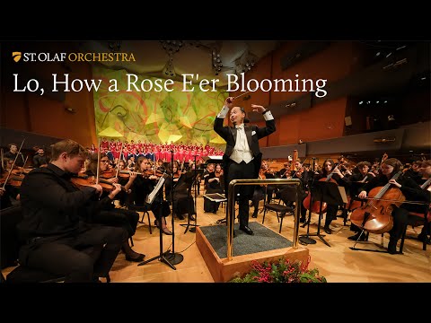 Lo, How a Rose E'er Blooming - St. Olaf Orchestra