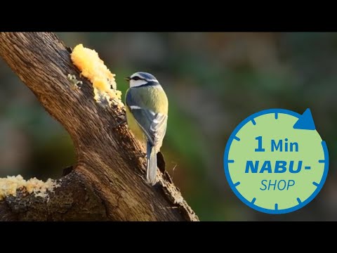 Ein Vogel, eine Minute - Blaumeise / NABU-Shop