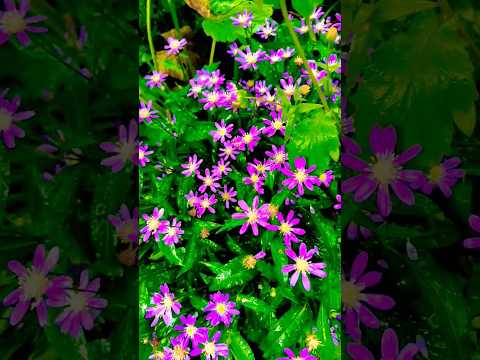 機能的で美しく、耐久性のある雨の庭を作るにはどうすればよいでしょうか?初心者向けの無料ガイド！  庭園