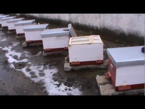 1. Wintering in the 3-in-1 apiary, about feeding frames and analysis of some bee colonies 1/3
