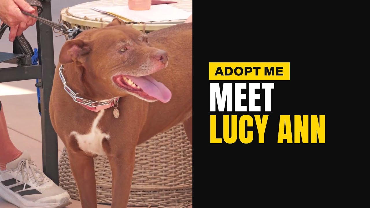 Lucy Ann - Adopt Me!, a Adoptable mixed breed in Lake Forest, CA video 6/6