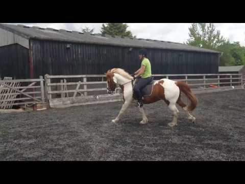 Canter Transition   back to basics