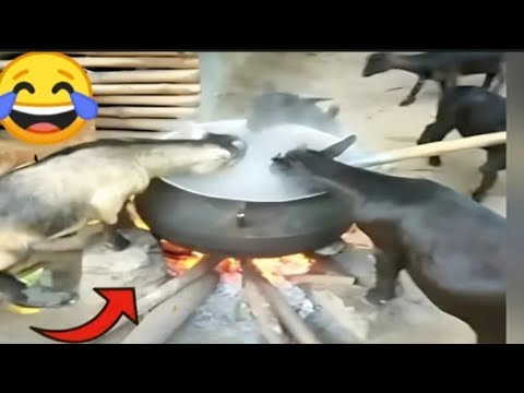 “So Funny, You’ll Forget What You Were Doing!” | Part 39