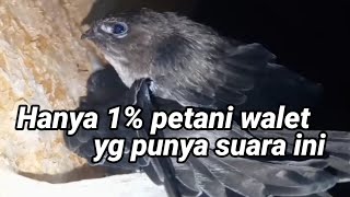 Download lagu King Birahi Hankau 03 Asli. suara panggil walet birahi jernih untuk menambah populasi burung walet mp3 Download lagu King Birahi Hankau 03 Asli. suara panggil walet birahi jernih untuk menambah populasi burung walet mp3
