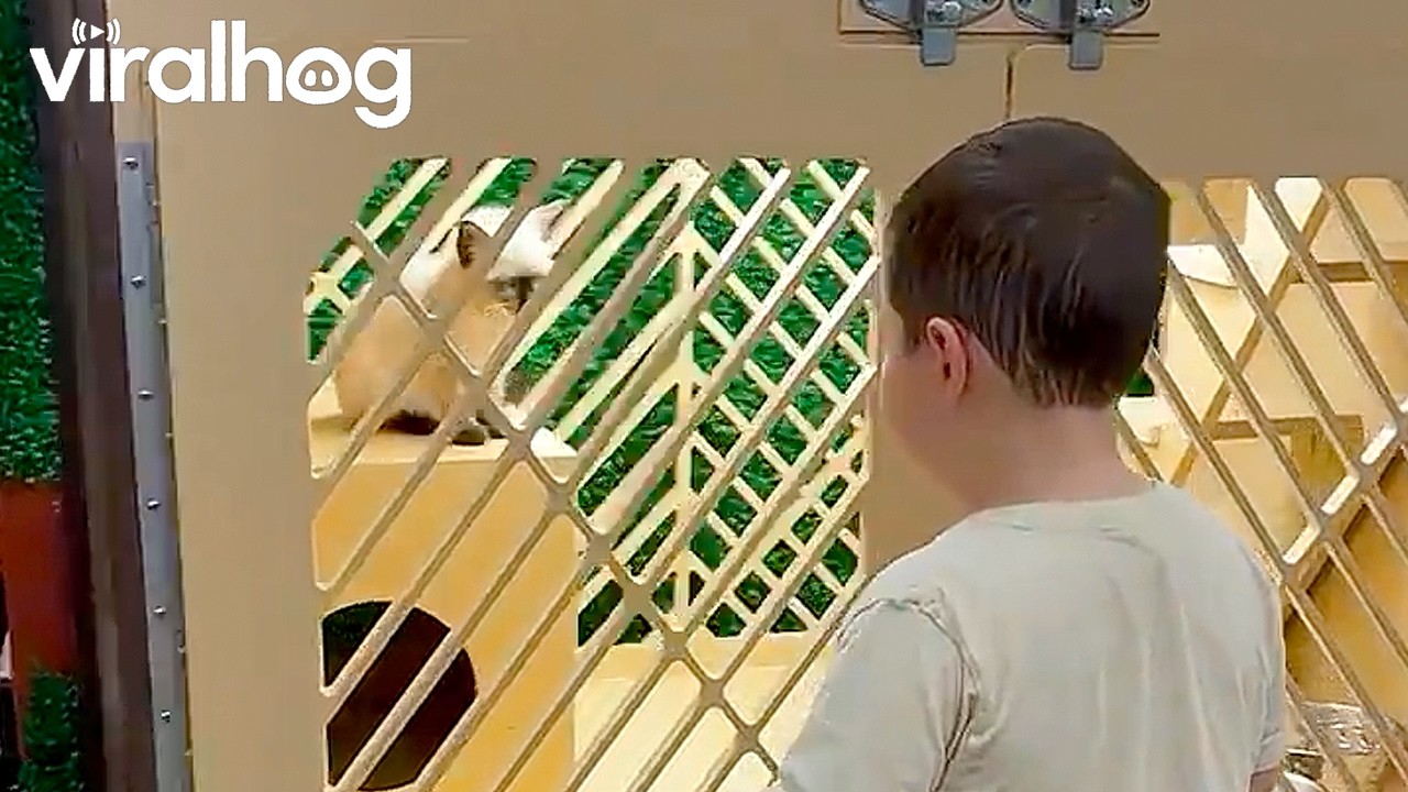 Little Man Has a Big Heart || ViralHog