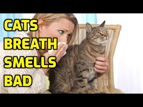 Are Cat's Breath Supposed To Smell?