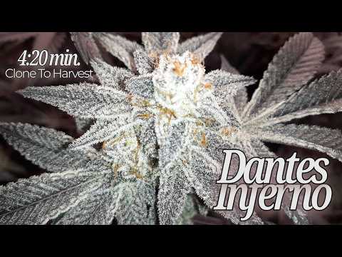 4:20 min. Clone to Harvest - Dantes Interno