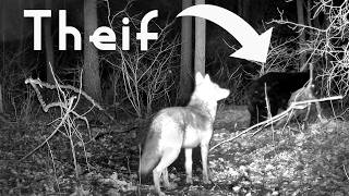 Coyotes Kill Buck but BEAR Carries It Away!