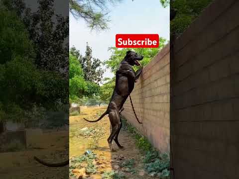 Bully Black dog 🥰 #pistenbully #dogbreed #americanbully #pitbulldog #dog #pitbulldogbreed