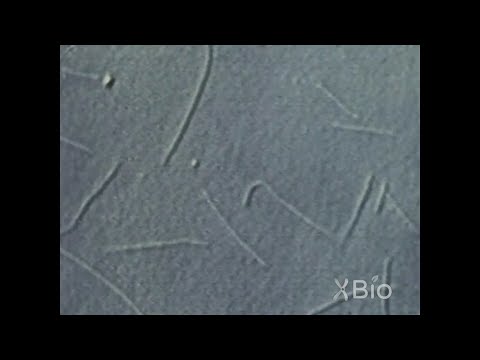 Motor Protein Driven Transport of Microtubules