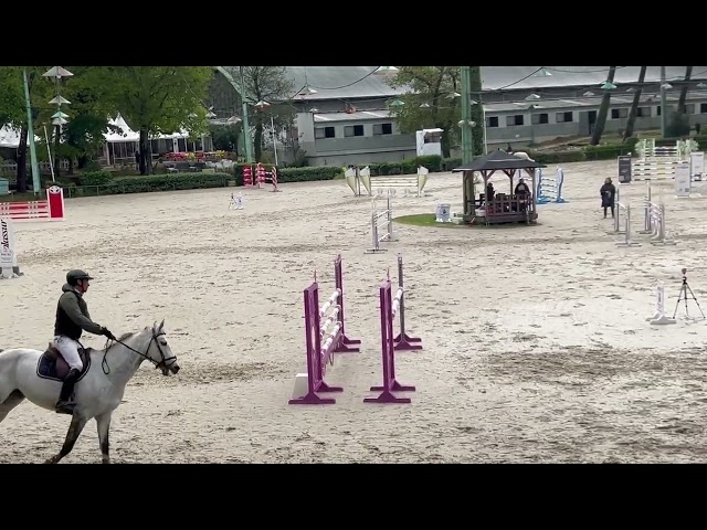 Hongre Zangersheide - 7 ans 