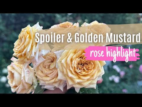 Florist Roses: Spoiler and Golden Mustard rose highlight 