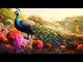 PEACOCK 4K Relaxation Music With Various Nature Peacock Videos 4K Video UHD