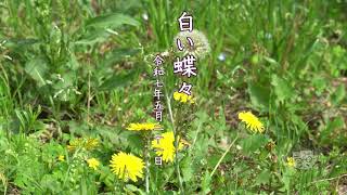 蝶々