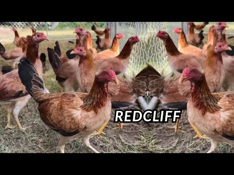 Jojo Delgado besucht den Shape Outdoor Indoor Hühnerstall – Fütterungszeit für Hühner | Dre RedCl...