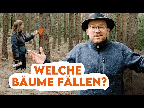 How we manage forests: Basic principles of forestry - Forestry explained