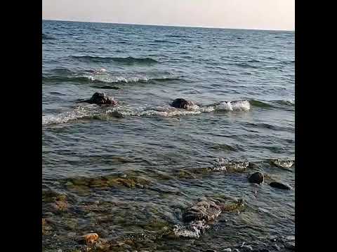 shoreline video