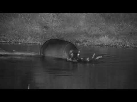 Djuma: Male Hippo approaching female and two calves - 05:22 - 04/27/2023
