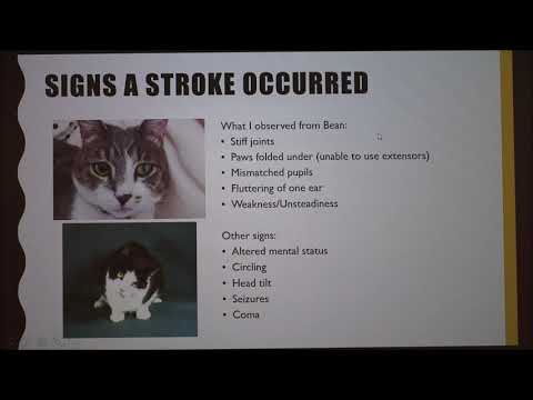 Strokes in Cats (Includes a case study)