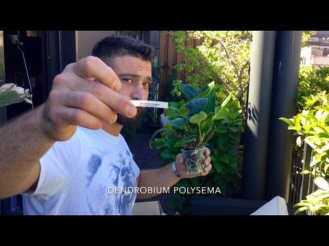 Unboxing Another Orchid Haul - Orient y Orchids  - August 2016