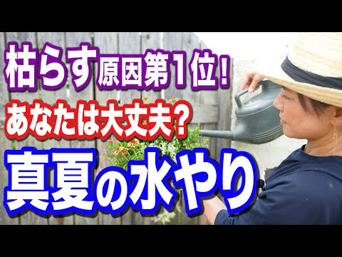 バナナの木が喉が渇いているかどうかはどうやってわかりますか?水やりのポイント  庭園