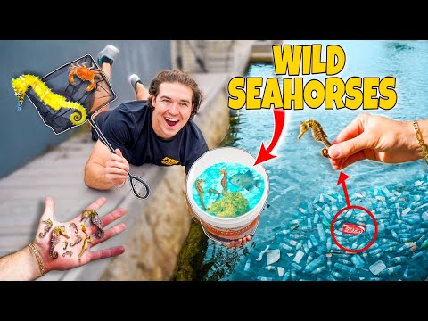 Netting WILD SEAHORSES and EXOTIC FISH For Saltwater Aquarium! (Tons of Baby Sea Horses!)