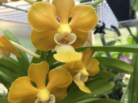 Orchid Care: Summer Care of Vanda Orchids in Full Bloom / Yard Tour Bananas Taros Koi Pond