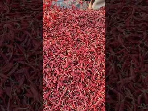 Teja Red Chilli