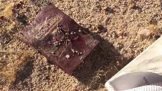 Creepy Abandoned Lot near Joshua Tree?