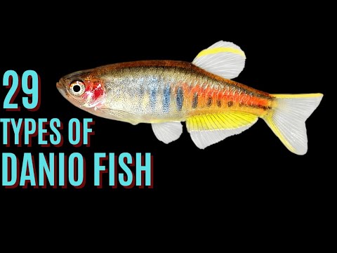 29 Types of Danio Fish