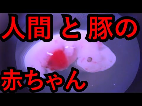 , title : '【キメラ編2】人×豚～禁断のキメラ誕生～'