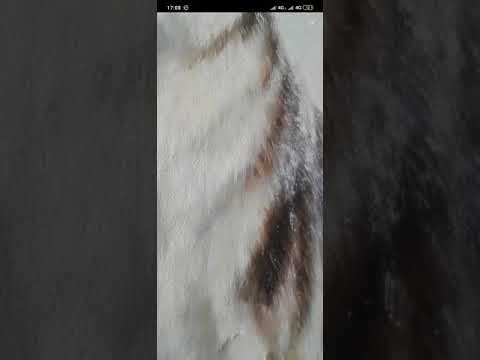 Бу харом кизни тезгина куринг ешактан булган киз..