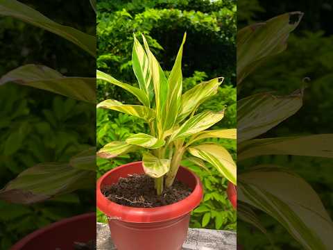 , title : 'Alpinia (Shell Ginger) Repotting #repotting #shortsvideo #gardenflower #shorts'