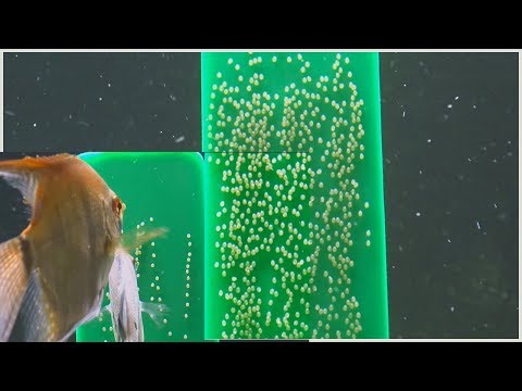 YouTube video about: Will snails eat fish eggs?