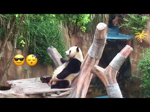 download lagu mp3 mp4 Panda Taman Safari, download lagu Panda Taman Safari gratis, unduh video klip Panda Taman Safari