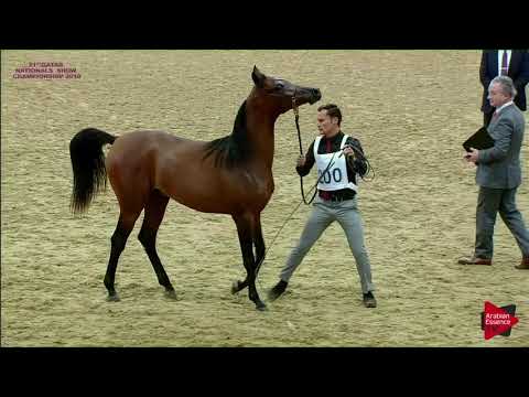 N 200 LAZAAZ AL KHOR   21st Qatar National 2018   Yearling Colts Class 6B