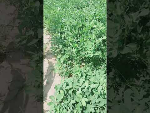 to Day pleatnut seeing