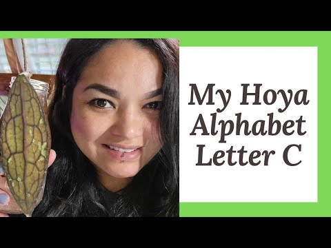 , title : 'My Hoya Alphabet Letter C.                        #hoya #plantcare #hoyacollection'
