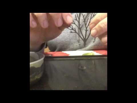 Woodland scenics trees. How to make and review