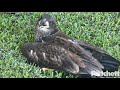 SWFL Eagles E15 ACCIDENTALLY FLEDGES Seen On Ground Near Pond Fence Roosting In Tree 6 15 20