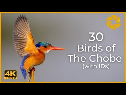African Birds - 30 Chobe River Birds in AMAZING 4K
